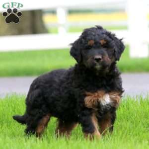 Bingo, Bernese Mountain Dog Mix Puppy