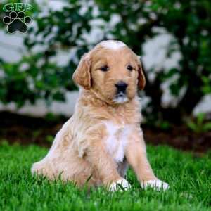 Bingo, Goldendoodle Puppy