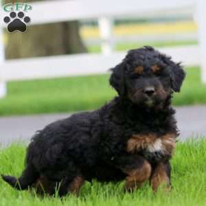 Bingo, Bernese Mountain Dog Mix Puppy