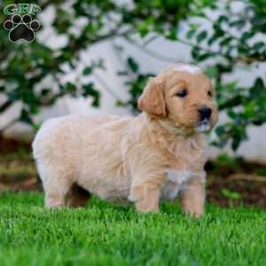 Bingo, Goldendoodle Puppy
