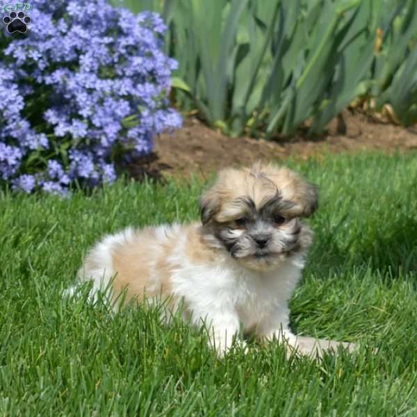 Biscuit, Teddy Bear Puppy