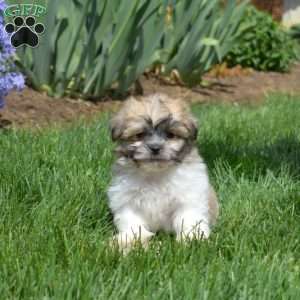 Biscuit, Teddy Bear Puppy
