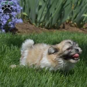 Biscuit, Teddy Bear Puppy