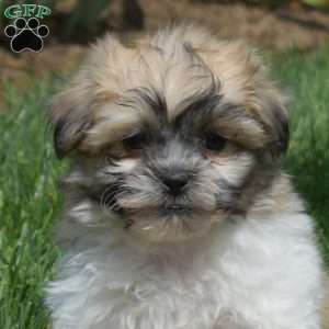 Biscuit, Teddy Bear Puppy