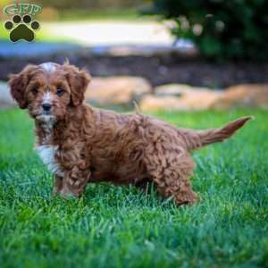 Biscuit, Cavapoo Puppy