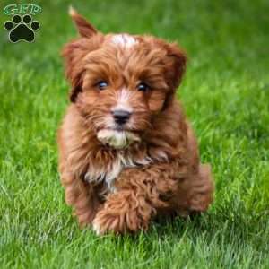 Biscuit, Cavapoo Puppy