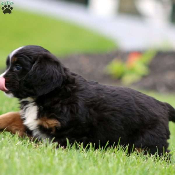 Biscuit, Miniature Bernese Mountain Dog Puppy