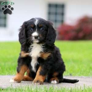 Biscuit, Miniature Bernese Mountain Dog Puppy
