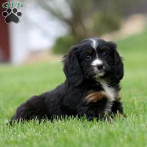 Biscuit, Miniature Bernese Mountain Dog Puppy