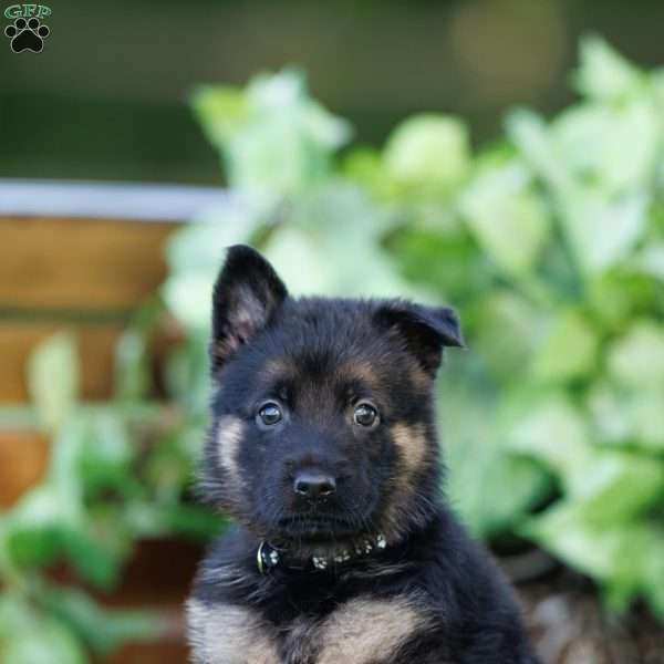 Champ, German Shepherd Puppy
