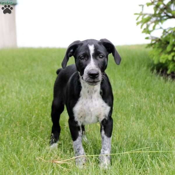 Blackie, German Shorthaired Pointer Mix Puppy
