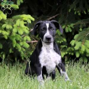 Blackie, German Shorthaired Pointer Mix Puppy