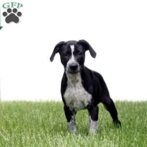 Blackie, German Shorthaired Pointer Mix Puppy