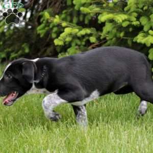 Blackie, German Shorthaired Pointer Mix Puppy