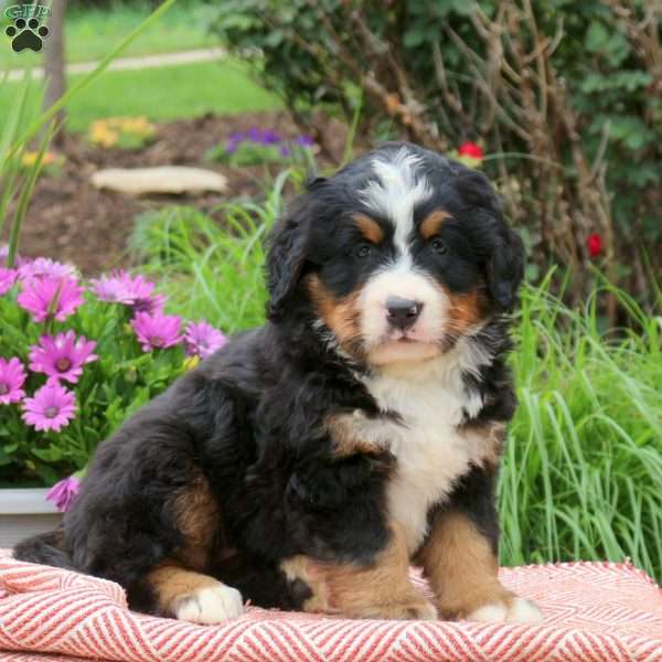 Blair, Bernese Mountain Dog Puppy