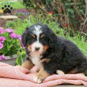 Blair, Bernese Mountain Dog Puppy
