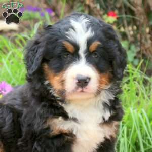 Blair, Bernese Mountain Dog Puppy