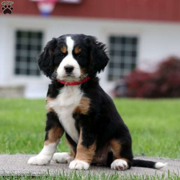 Blaire, Miniature Bernese Mountain Dog Puppy