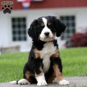 Blaire, Miniature Bernese Mountain Dog Puppy