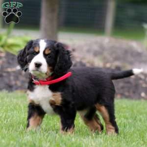Blaire, Miniature Bernese Mountain Dog Puppy