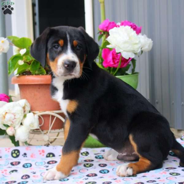 Blake, Greater Swiss Mountain Dog Puppy