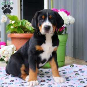 Blake, Greater Swiss Mountain Dog Puppy