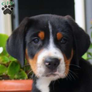 Blake, Greater Swiss Mountain Dog Puppy