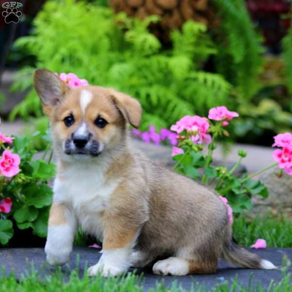 Blake, Pembroke Welsh Corgi Puppy