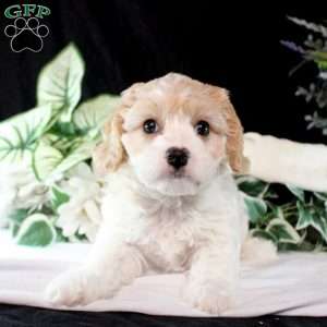 Blake, Cavachon Puppy