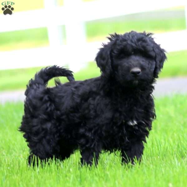 Blake, Bernese Mountain Dog Mix Puppy