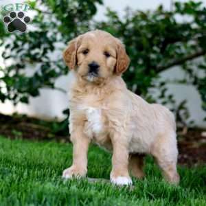 Blake, Goldendoodle Puppy