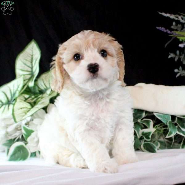 Blake, Cavachon Puppy