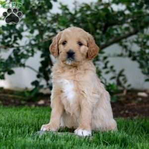 Blake, Goldendoodle Puppy