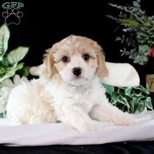 Blake, Cavachon Puppy