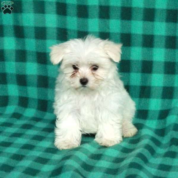 Blanche, Maltese Puppy