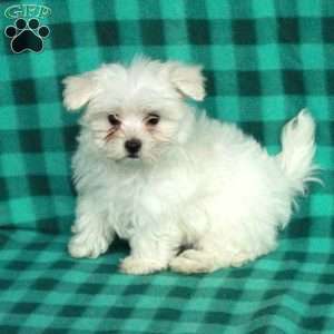 Blanche, Maltese Puppy