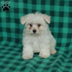 Blanche, Maltese Puppy