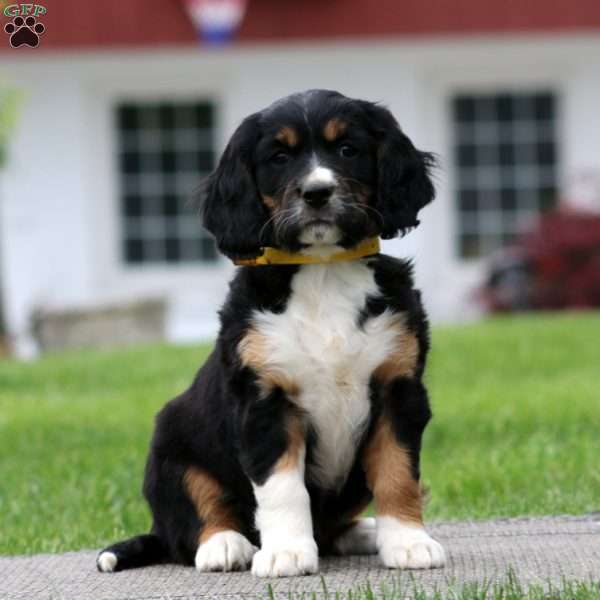 Blessing, Miniature Bernese Mountain Dog Puppy
