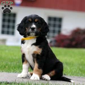 Blessing, Miniature Bernese Mountain Dog Puppy