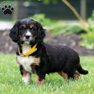Blessing, Miniature Bernese Mountain Dog Puppy