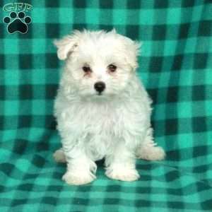 Blizzard, Maltese Puppy
