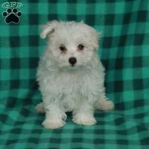 Blizzard, Maltese Puppy