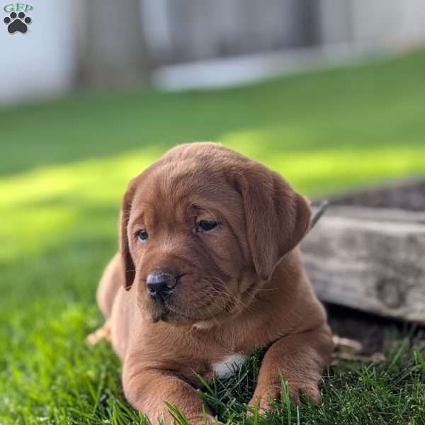 Blizzard, Fox Red Labrador Retriever Puppy