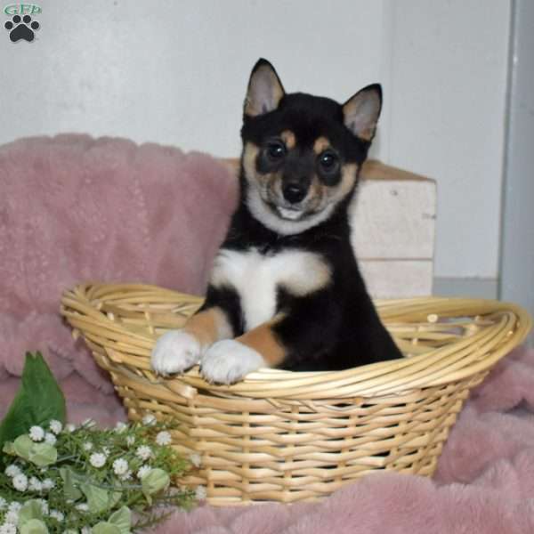 Blossom, Shiba Inu Puppy