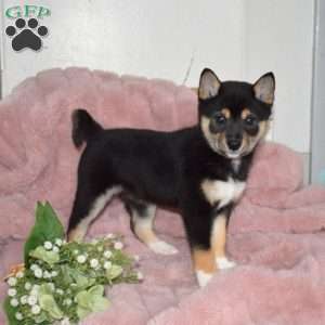 Blossom, Shiba Inu Puppy