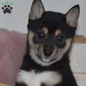 Blossom, Shiba Inu Puppy