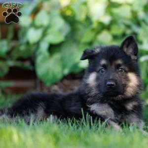 Cub, German Shepherd Puppy