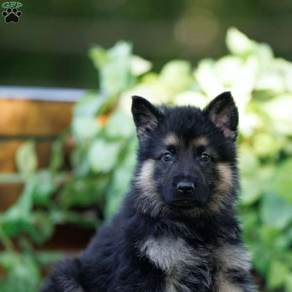 Cub, German Shepherd Puppy