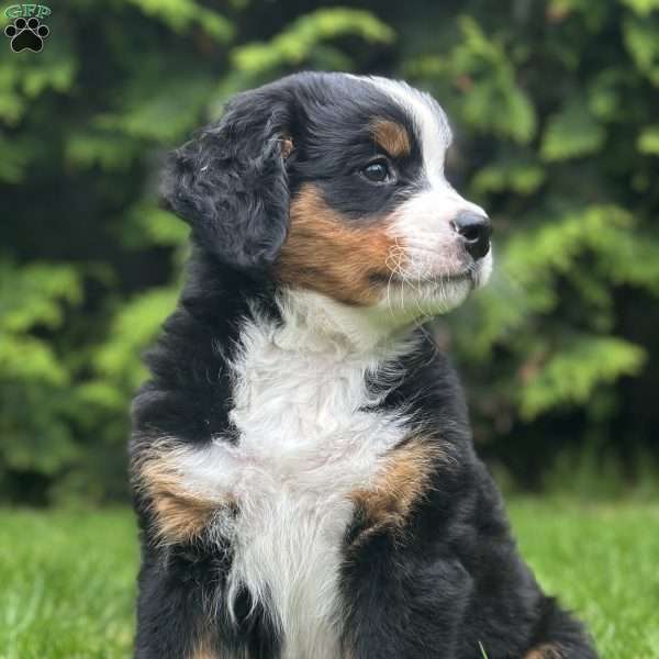 Aspen, Bernese Mountain Dog Puppy