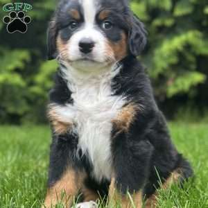 Aspen, Bernese Mountain Dog Puppy